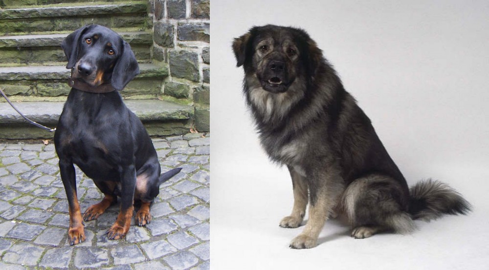 Istrian Sheepdog vs Austrian Black and Tan Hound - Breed Comparison