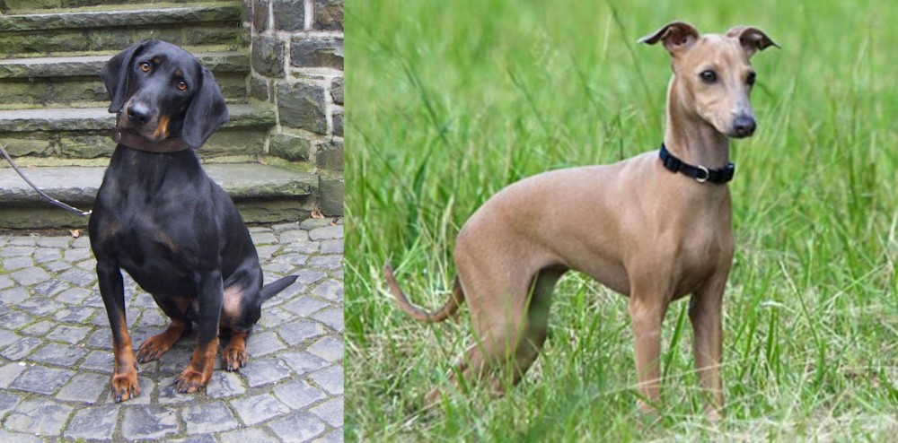 Italian Greyhound vs Austrian Black and Tan Hound - Breed Comparison