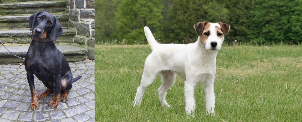 Jack Russell Terrier vs Austrian Black and Tan Hound - Breed Comparison