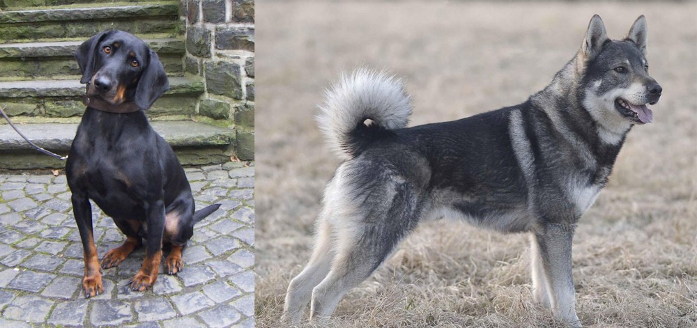 Jamthund vs Austrian Black and Tan Hound - Breed Comparison