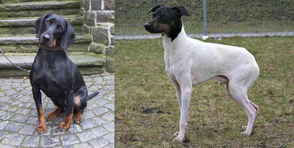 Japanese Terrier vs Austrian Black and Tan Hound - Breed Comparison