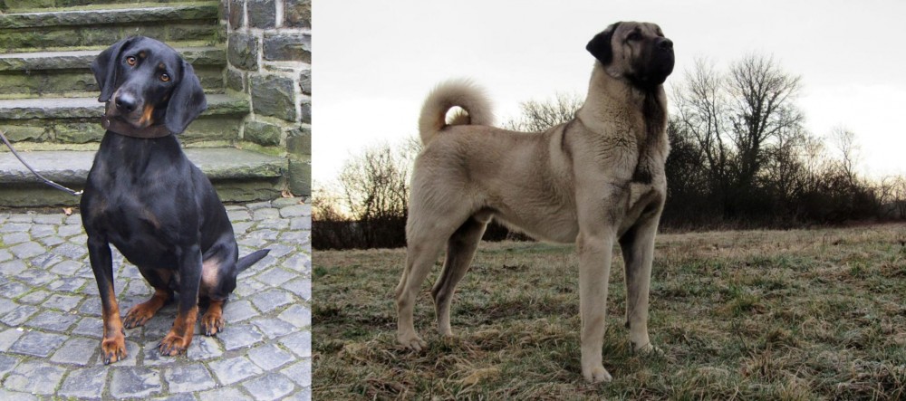 Kangal Dog vs Austrian Black and Tan Hound - Breed Comparison