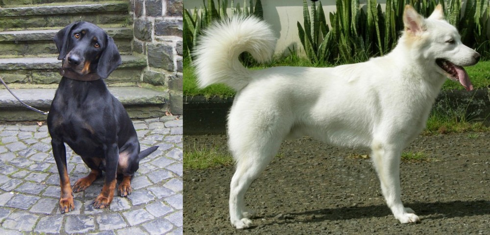 Kintamani vs Austrian Black and Tan Hound - Breed Comparison