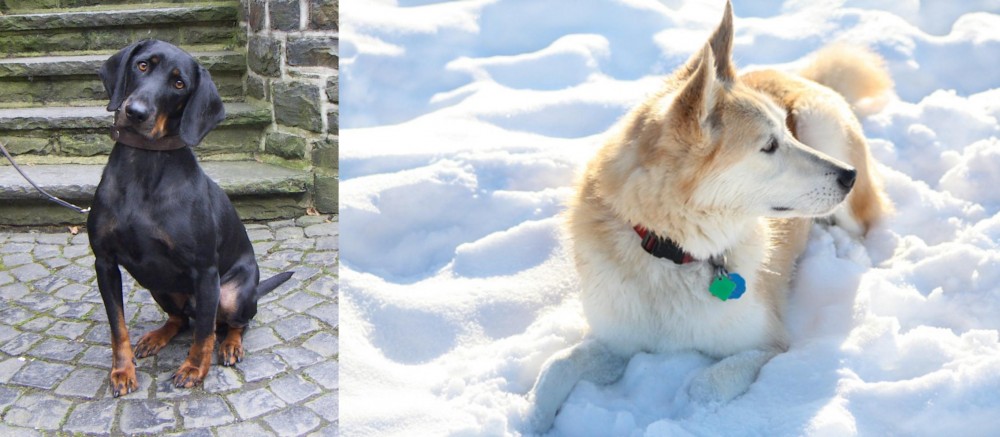 Labrador Husky vs Austrian Black and Tan Hound - Breed Comparison