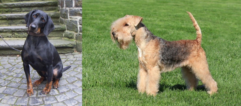 Lakeland Terrier vs Austrian Black and Tan Hound - Breed Comparison
