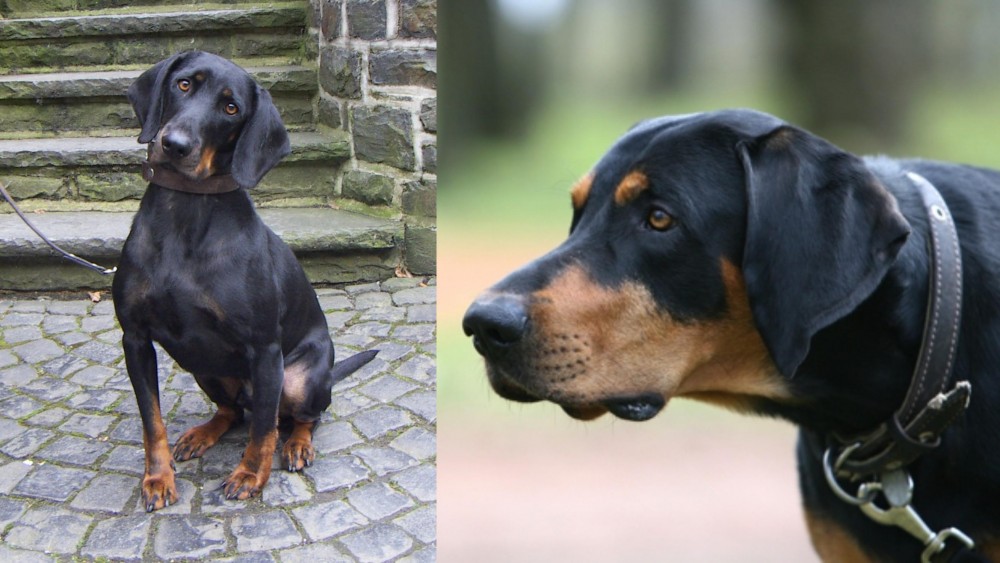 Lithuanian Hound vs Austrian Black and Tan Hound - Breed Comparison