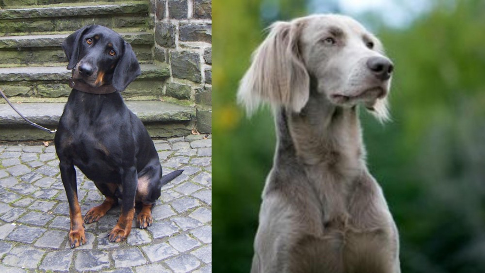 Longhaired Weimaraner vs Austrian Black and Tan Hound - Breed Comparison