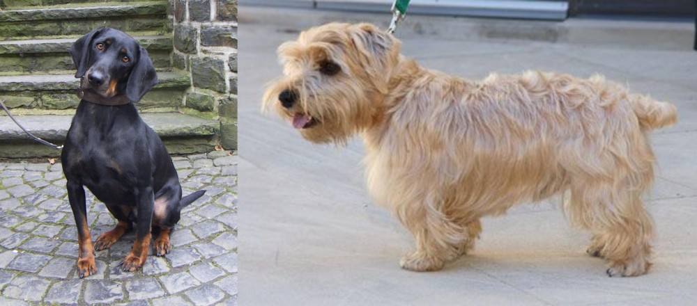 Lucas Terrier vs Austrian Black and Tan Hound - Breed Comparison