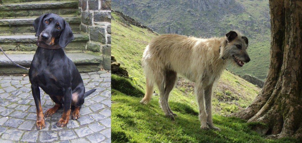Lurcher vs Austrian Black and Tan Hound - Breed Comparison