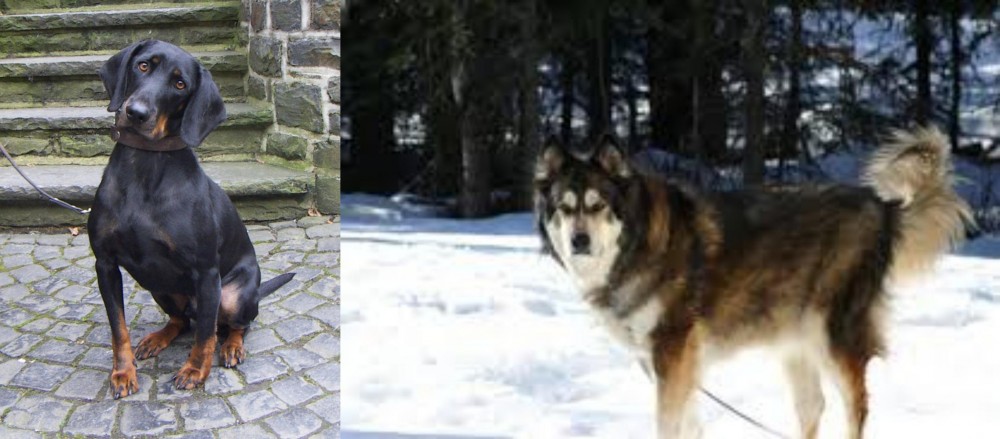 Mackenzie River Husky vs Austrian Black and Tan Hound - Breed Comparison