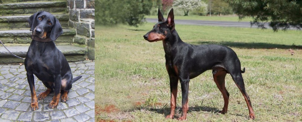 Manchester Terrier vs Austrian Black and Tan Hound - Breed Comparison
