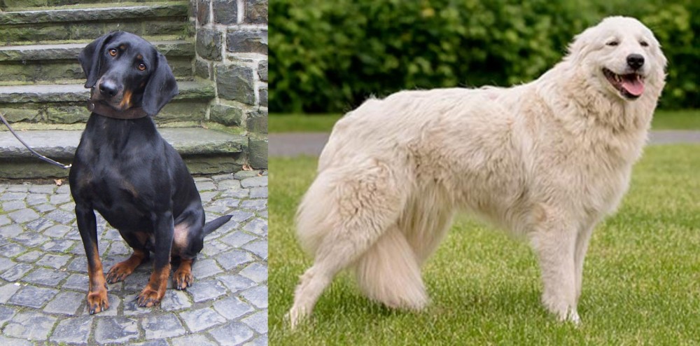 Maremma Sheepdog vs Austrian Black and Tan Hound - Breed Comparison
