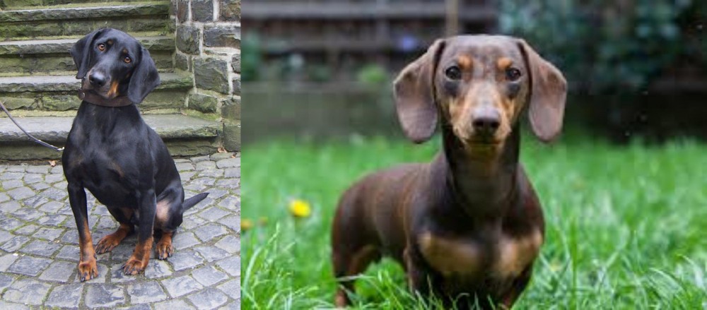 Miniature Dachshund vs Austrian Black and Tan Hound - Breed Comparison