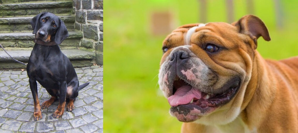 Miniature English Bulldog vs Austrian Black and Tan Hound - Breed Comparison