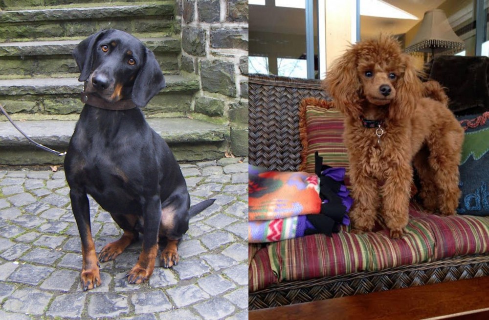Miniature Poodle vs Austrian Black and Tan Hound - Breed Comparison