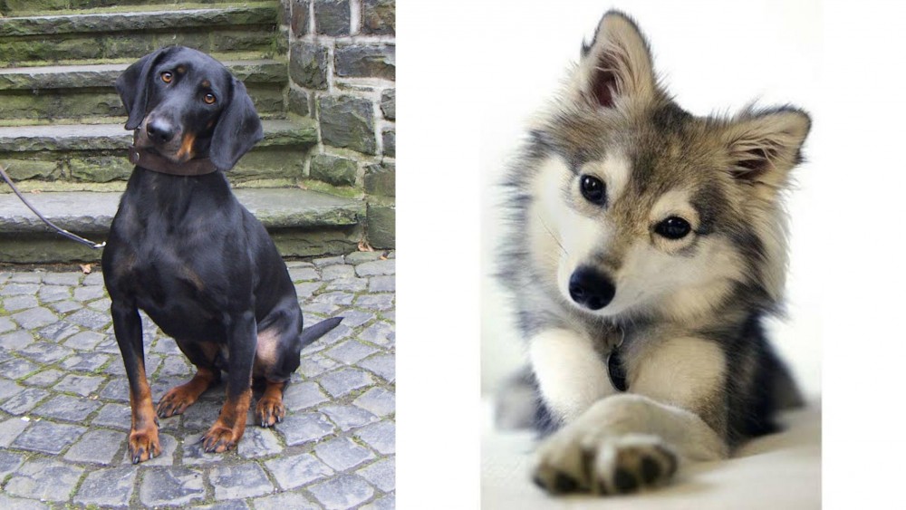 Miniature Siberian Husky vs Austrian Black and Tan Hound - Breed Comparison