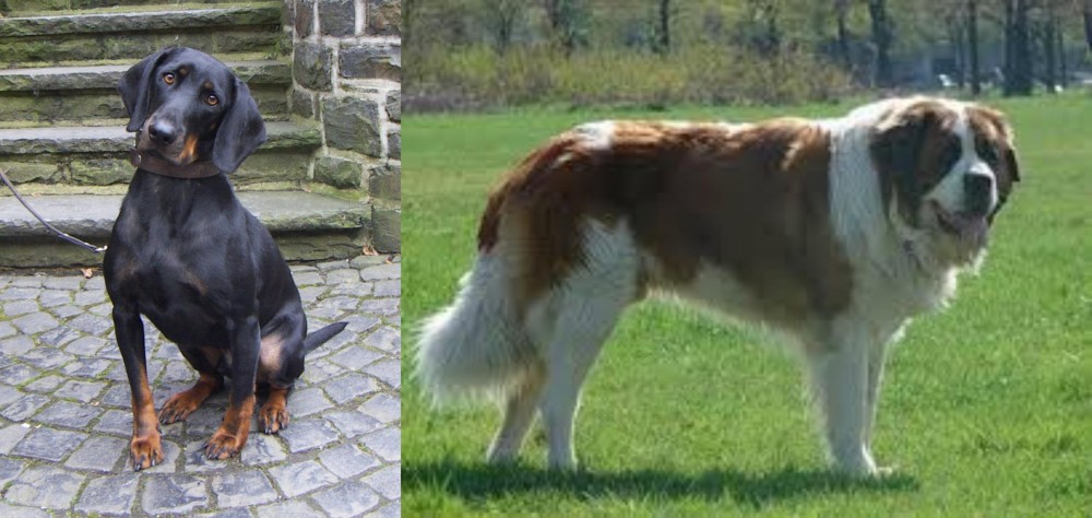 Moscow Watchdog vs Austrian Black and Tan Hound - Breed Comparison