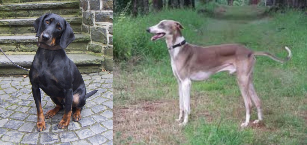 Mudhol Hound vs Austrian Black and Tan Hound - Breed Comparison