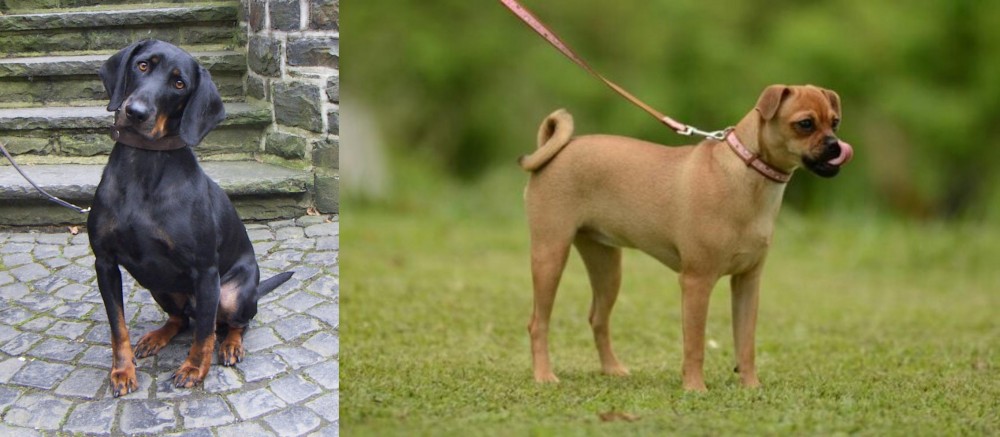 Muggin vs Austrian Black and Tan Hound - Breed Comparison