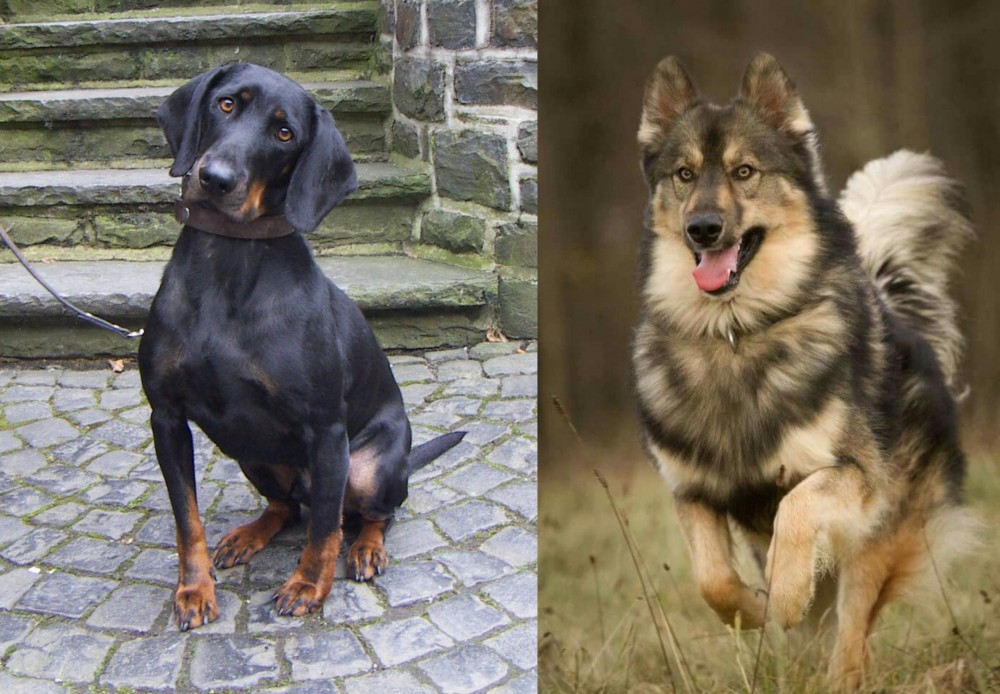 Native American Indian Dog vs Austrian Black and Tan Hound - Breed Comparison