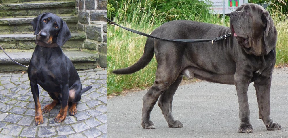 Neapolitan Mastiff vs Austrian Black and Tan Hound - Breed Comparison
