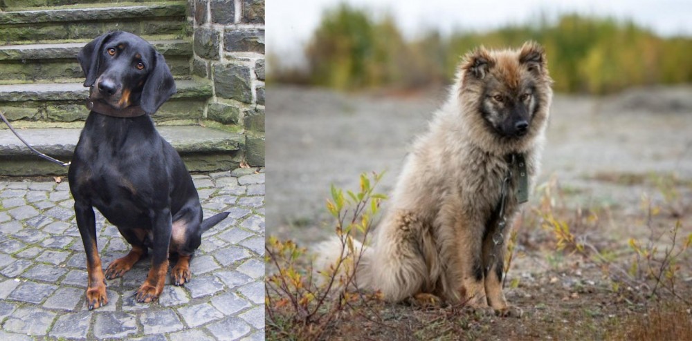 Nenets Herding Laika vs Austrian Black and Tan Hound - Breed Comparison