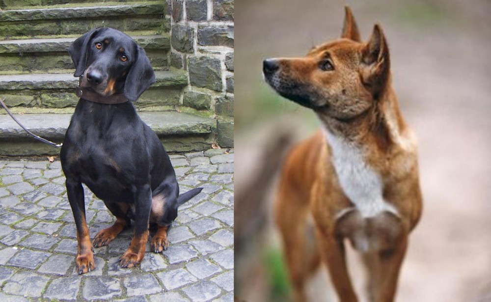 New Guinea Singing Dog vs Austrian Black and Tan Hound - Breed Comparison