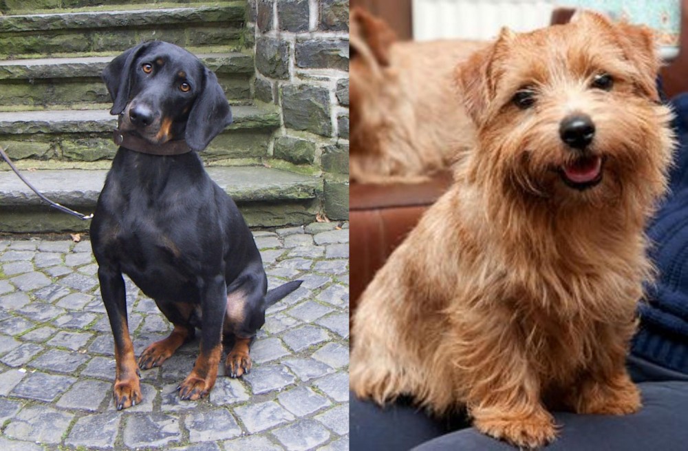 Norfolk Terrier vs Austrian Black and Tan Hound - Breed Comparison