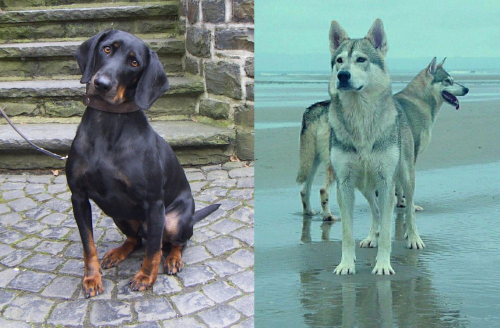 Northern Inuit Dog vs Austrian Black and Tan Hound - Breed Comparison