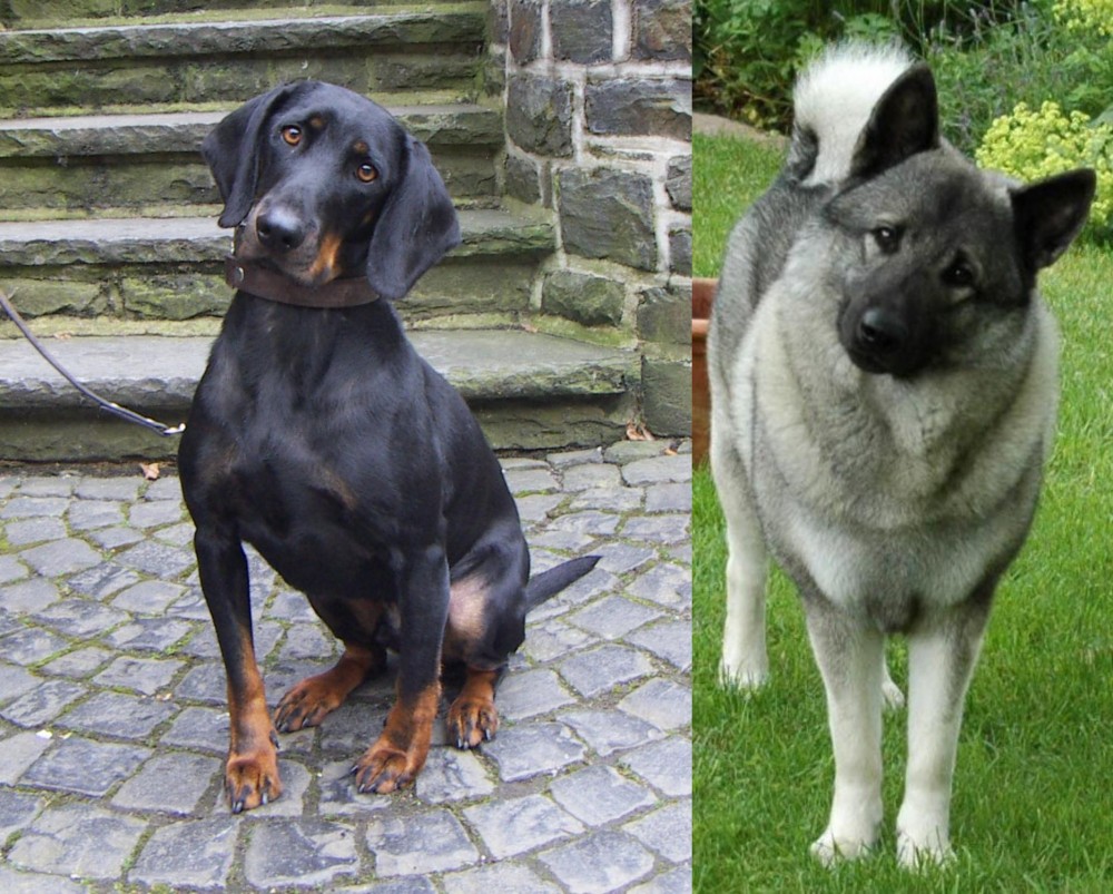 Norwegian Elkhound vs Austrian Black and Tan Hound - Breed Comparison