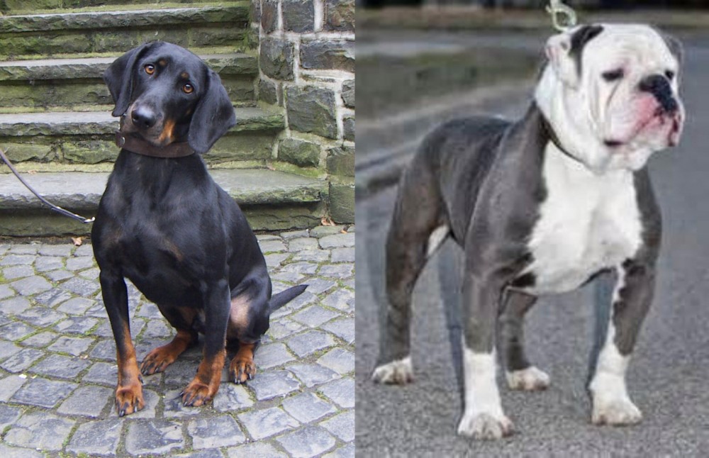 Old English Bulldog vs Austrian Black and Tan Hound - Breed Comparison