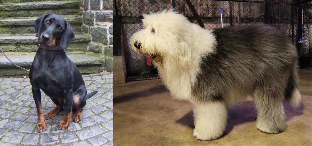 Old English Sheepdog vs Austrian Black and Tan Hound - Breed Comparison