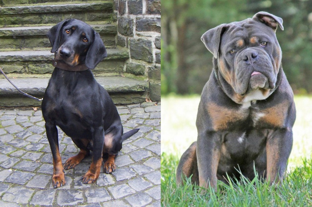 Olde English Bulldogge vs Austrian Black and Tan Hound - Breed Comparison