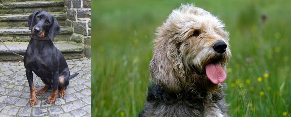 Otterhound vs Austrian Black and Tan Hound - Breed Comparison