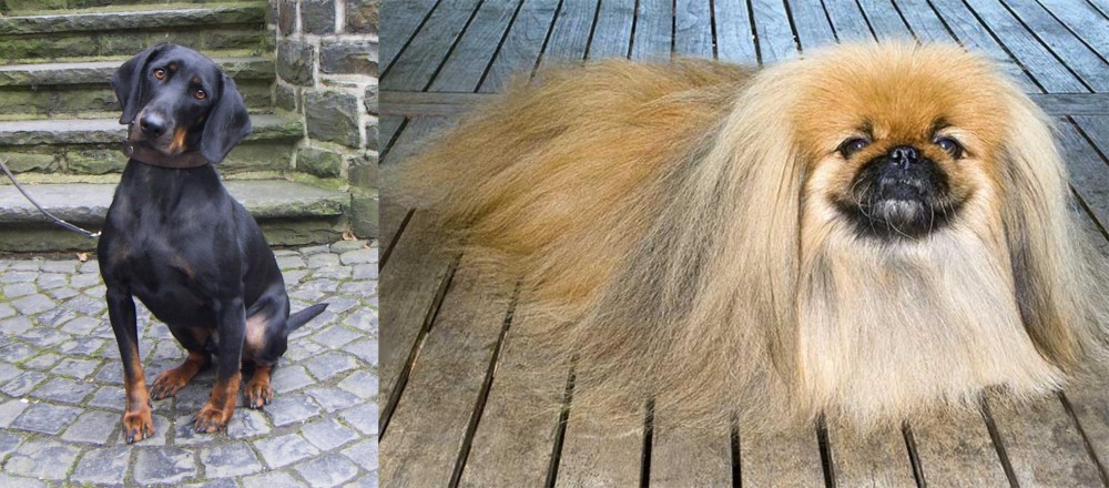 Pekingese vs Austrian Black and Tan Hound - Breed Comparison