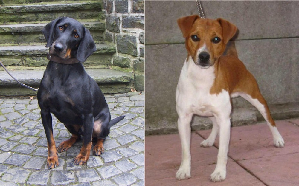 Plummer Terrier vs Austrian Black and Tan Hound - Breed Comparison