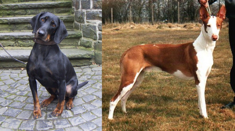 Podenco Canario vs Austrian Black and Tan Hound - Breed Comparison