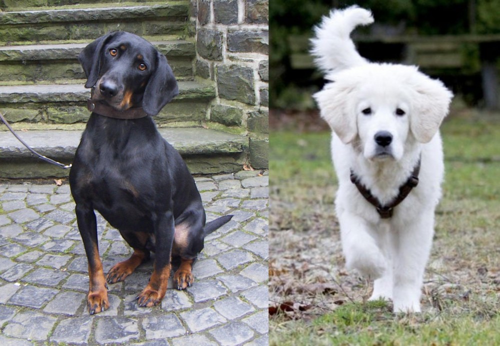 Polish Tatra Sheepdog vs Austrian Black and Tan Hound - Breed Comparison