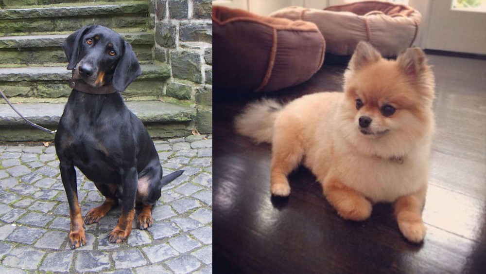 Pomeranian vs Austrian Black and Tan Hound - Breed Comparison