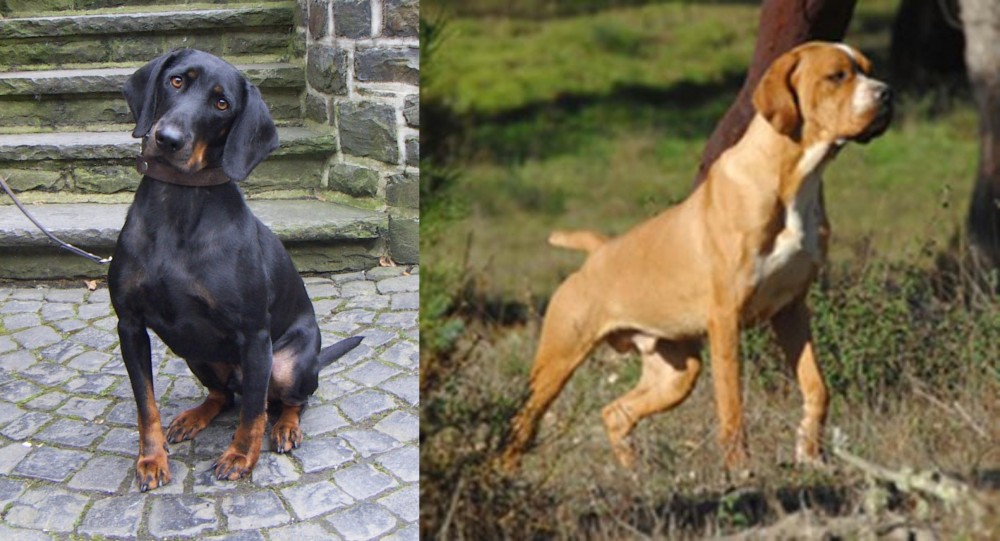 Portuguese Pointer vs Austrian Black and Tan Hound - Breed Comparison