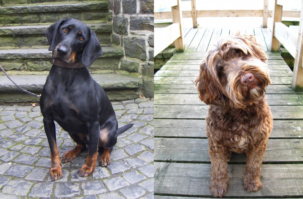 Portuguese Water Dog vs Austrian Black and Tan Hound - Breed Comparison