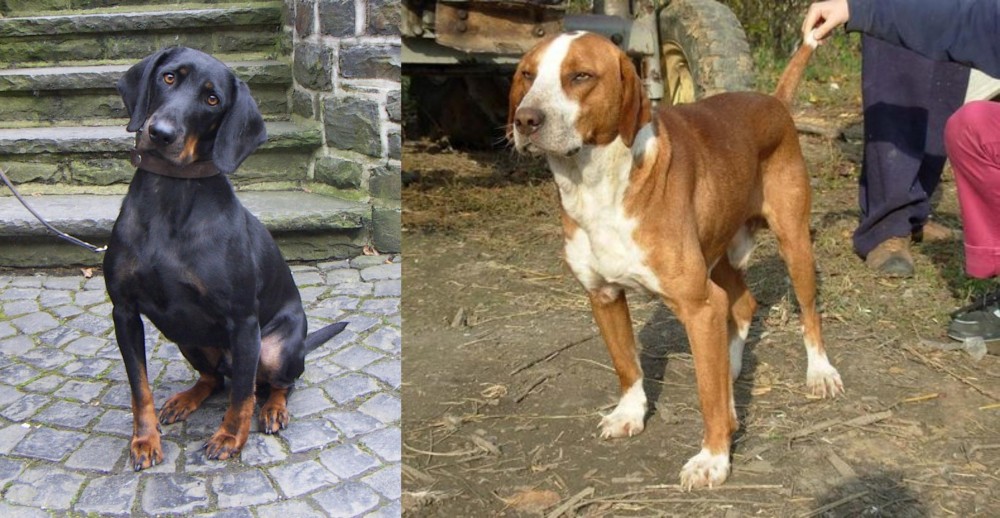 Posavac Hound vs Austrian Black and Tan Hound - Breed Comparison