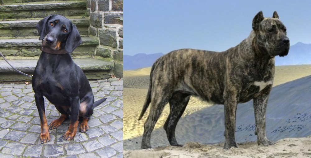Presa Canario vs Austrian Black and Tan Hound - Breed Comparison