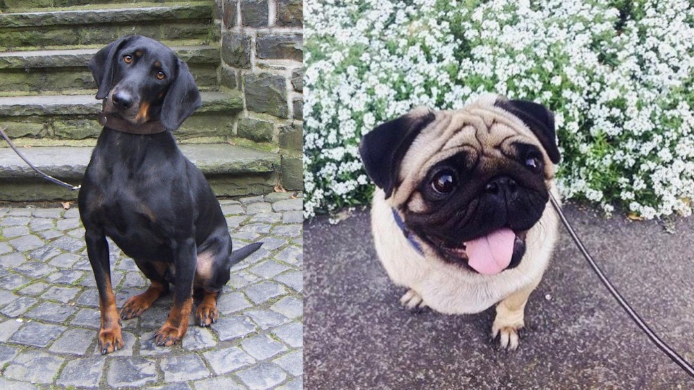 Pug vs Austrian Black and Tan Hound - Breed Comparison