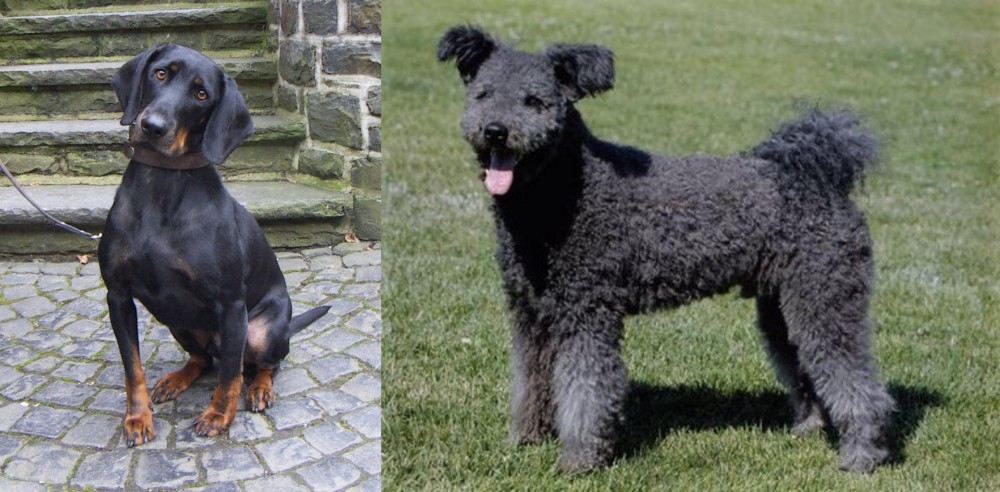 Pumi vs Austrian Black and Tan Hound - Breed Comparison