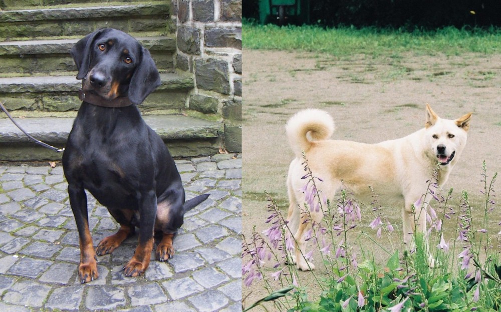 Pungsan Dog vs Austrian Black and Tan Hound - Breed Comparison