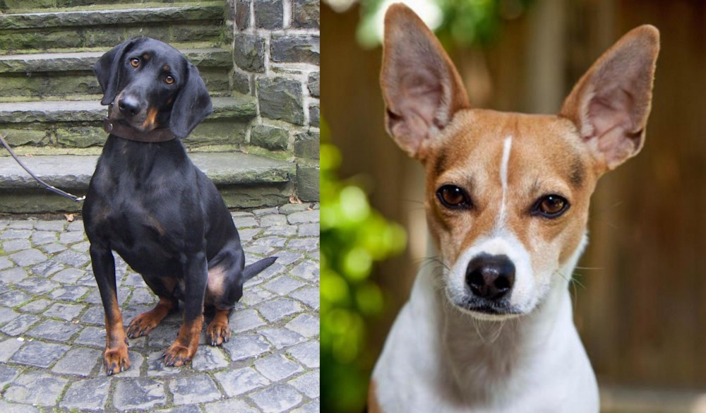 Rat Terrier vs Austrian Black and Tan Hound - Breed Comparison