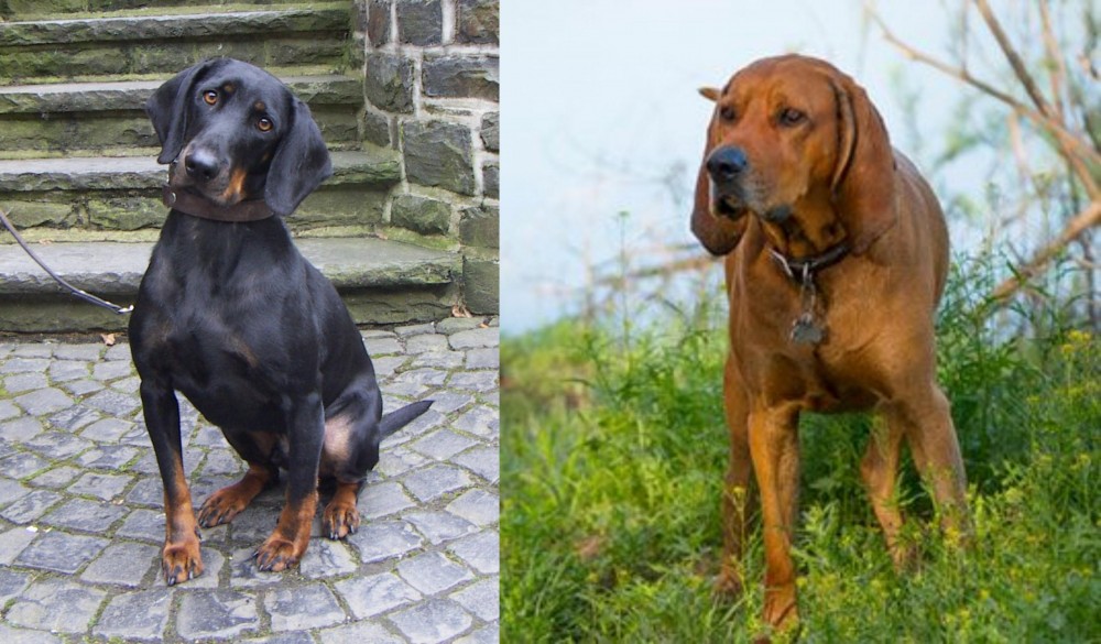 Redbone Coonhound vs Austrian Black and Tan Hound - Breed Comparison