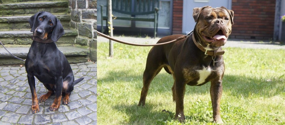 Renascence Bulldogge vs Austrian Black and Tan Hound - Breed Comparison
