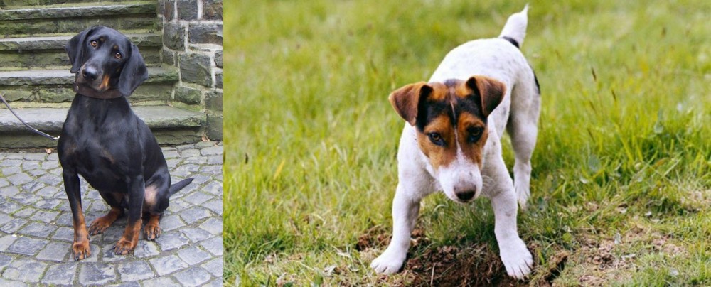Russell Terrier vs Austrian Black and Tan Hound - Breed Comparison